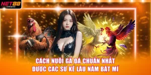 cách nuôi gà đá